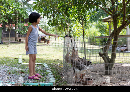 Asian poco ragazza cinese di alimentazione di oca in fattoria per esterni Foto Stock