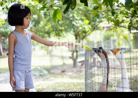 Asian poco ragazza cinese di alimentazione di oca in fattoria per esterni Foto Stock