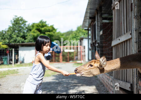 Asian poco ragazza cinese di cervi di alimentazione con la carota in fattoria per esterni Foto Stock