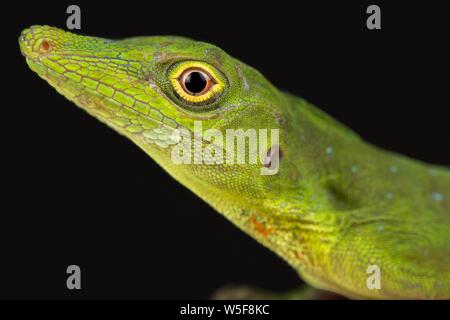 Verde Amazzonia (anole Anolis punctatus) Foto Stock