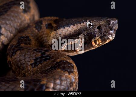 Montagna cinese Rattlesnakes (Ovophis monticola) Foto Stock