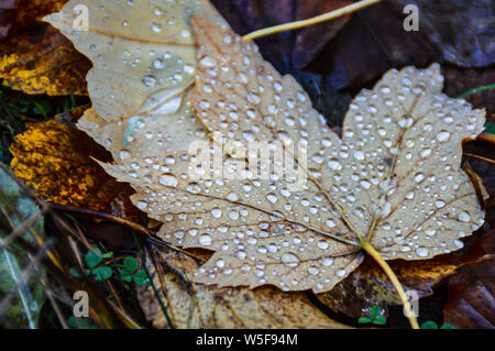 Rugiada di mattina preso sulle caduto foglie di autunno Foto Stock