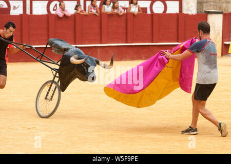 Formazione dei toreri apprendisti con una finta bull nell'arena Plaza de toros de la Malagueta a Malaga, Andalusia, Spagna Foto Stock