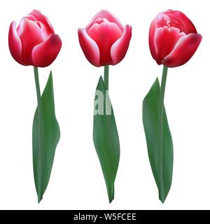 Tre tulipani rossi su sfondo bianco. Illustrazione Vettoriale. Illustrazione Vettoriale