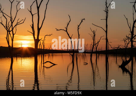 Tramonto tra gli alberi Foto Stock