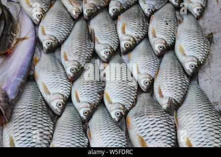 Fresco fiume Mekong pesci venduti in Luang Prabang mercato mattutino in Laos che è diventata un'attrazione turistica Foto Stock