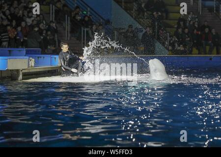 Le due donne beluga, "Little White' e 'piccolo grigio,' eseguire durante le loro performance finale prima del loro viaggio di ritorno alla loro naturale habi Foto Stock