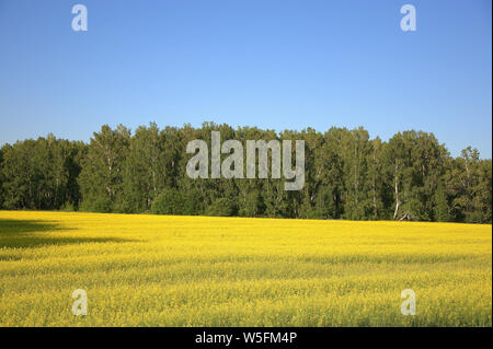 Un campo della fioritura del grano saraceno e il bordo della foresta sotto un blu cielo chiaro. Foto Stock