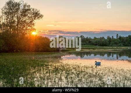 L'Italia, Friuli Isonzo estuario parco regionale, l'Isola della Cona Bird Sanctuary, wetland Foto Stock