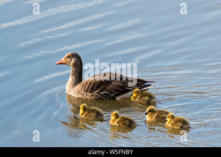 L'Italia, Friuli Isonzo estuario parco regionale, l'Isola della Cona Bird Sanctuary, graylag goose (Anser anser), pulcini Foto Stock