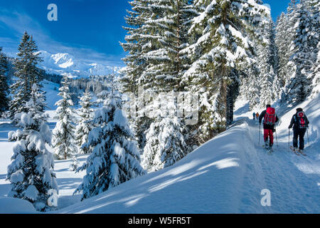 Austria, Kleinwalsertal (piccola valle Walser), Allgau Alpi, escursioni con le ciaspole e sci alpinismo in Schwarzwassertal; Norvegia foreste di abete rosso Foto Stock