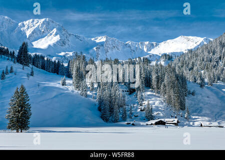 Austria, Kleinwalsertal (piccola valle Walser), Allgau Alpi, Schwarzwassertal; Norvegia abete foresta, Melkode plateau Foto Stock