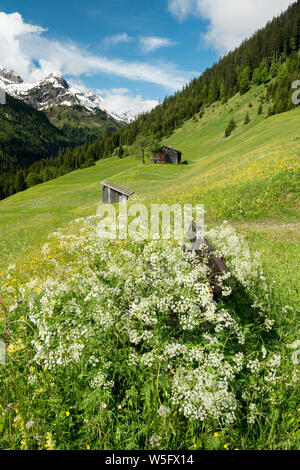 Austria, Tirolo, Allgau Alpi, Hornbach valley, un lato Valle del Lech spartiacque, granaio; fg.: panchina circondata da cerfoglio Chaerophyllum (sp). Foto Stock