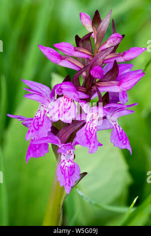 Austria, dell'UNESCO Riserva della Biosfera di Salisburgo, Lungau Prebersee lago alpino, western marsh (orchidea Dactylorhiza majalis) Foto Stock