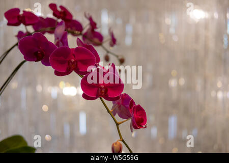 Luna viola di fiori di orchidea Foto Stock
