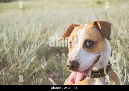 Funny dog face, selfie ritratto di stile. Staffordshire terrier in ore serali si siede sul prato verde Foto Stock
