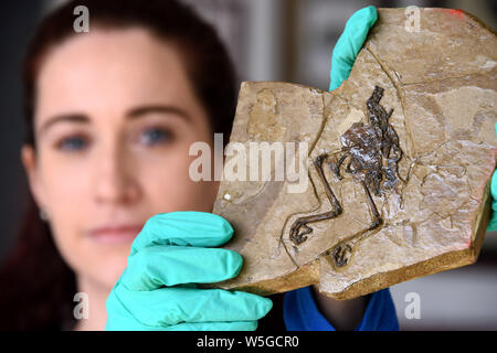 Uno scienziato visualizza l'uccello fossile 'Avimaia schweitzerae' risalente a circa 110 milioni di anni, che è la prima mai trovato per avere un uovo unlaid ho Foto Stock