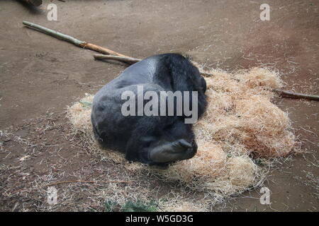 Sleeping Western pianura gorilla di Rostock Zoo darwenium Germania Foto Stock
