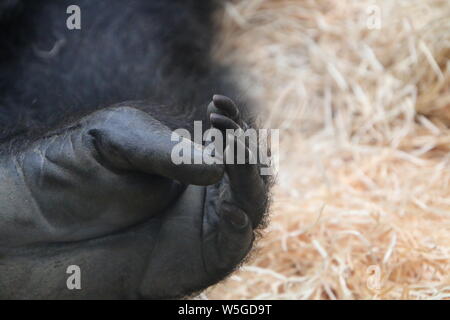 In prossimità dei piedi pianura occidentale gorilla di Rostock Zoo darwenium Germania Foto Stock