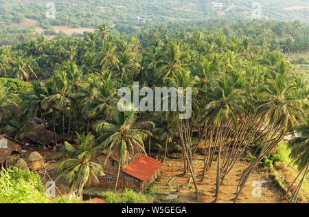 Palme sulla spiaggia Ganpatipule parte estesa verso Ratnagiri, Maharashtra, India. Foto Stock