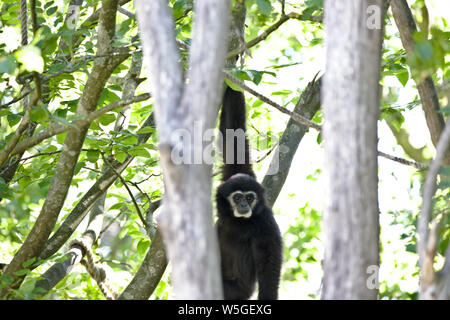 Le scimmie : gibbone appeso nella struttura ad albero Foto Stock