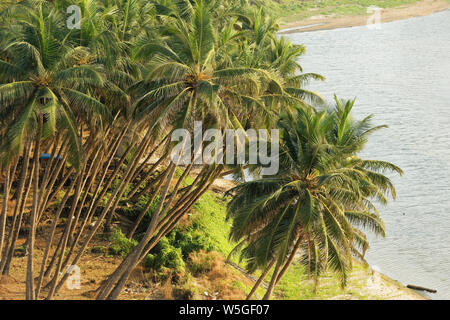 Palme sulla spiaggia Ganpatipule parte estesa verso Ratnagiri, Maharashtra, India. Foto Stock