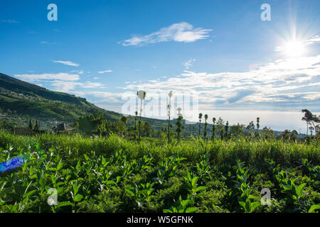 Paesaggio panoramico vista della coltivazione del tabacco in Indonesia su una bella mattina di sole Foto Stock