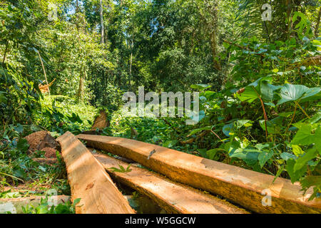 Legname da tagliare verso il basso albero nella foresta pluviale in Asia - concetto ambientale dell'immagine. Foto Stock