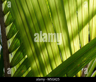 Retroilluminato con foglie di palma oltre la lappatura e la realizzazione di un fondo naturale, Nuova Zelanda. Foto Stock