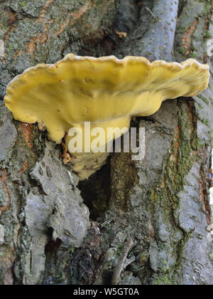 Grosso fungo cresce dal foro albero, pollo dei boschi, sulfurei Laetiporus Foto Stock