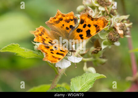 Virgola butterfly, Polygonia c-album, alimentando il rovo Rubus fruticosus, Sussex, Regno Unito, luglio, Foto Stock