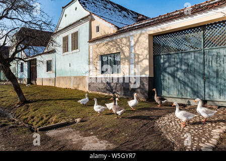 Case colorate in Viscri, Sito Patrimonio Mondiale dell'UNESCO, Transilvania, Romania, Europa Foto Stock
