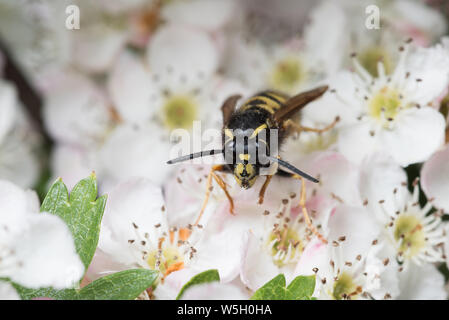 Regina Red wasp Vespula rufa su Biancospino Crataegus monogyna fiori Foto Stock