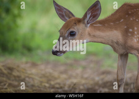 Giovane cervo, Cervidae, in un assolato pomeriggio di estate Foto Stock