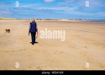 Donna che cammina esercitando un Cocker Spaniel cane su una tranquilla spiaggia di sabbia sulla costa nord-orientale. Beadnell, Northumberland, Inghilterra, Regno Unito, Gran Bretagna Foto Stock