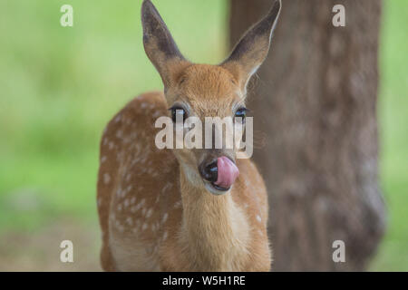 Giovane cervo, Cervidae, lecca la faccia in un assolato pomeriggio di estate Foto Stock