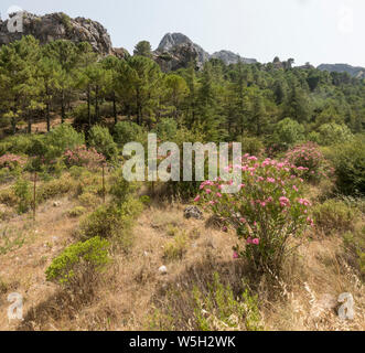 El Pinsapar, Riserva della Biosfera, Sierra de Grazalema, Cadice. Foto Stock