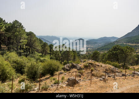 El Pinsapar, Riserva della Biosfera, Sierra de Grazalema, Cadice. Foto Stock