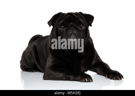 Nero affascinante pug guardando la fotocamera con la bocca chiusa mentre sdraiato su bianco di sfondo per studio Foto Stock