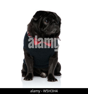 Determinato il nero pug guardando al lato con la bocca chiusa mentre si indossa un maglione blu e un rosso papillon, seduti su sfondo bianco studio Foto Stock