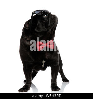 Mistificata black pug curiosamente guardando verso l'alto e di lato mentre si indossa gli occhiali da sole e un rosso papillon, in piedi su bianco di sfondo per studio Foto Stock