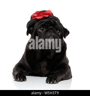 Bella black pug in posa e guardando al lato con la bocca chiusa mentre si indossa un adorabile hat con una rosa rossa, sdraiato su bianco studio backgr Foto Stock