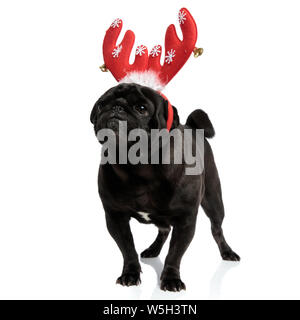 In questione black pug guardando al lato mentre indossa una fascia rossa con corna di cervo e campane, in piedi su bianco di sfondo per studio Foto Stock