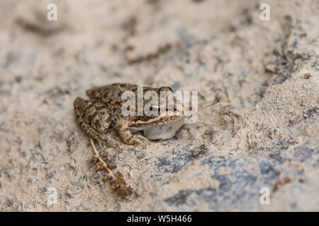 Acqua iberica rana, Pelophylax perezi stagno in Andalusia, Spagna Foto Stock