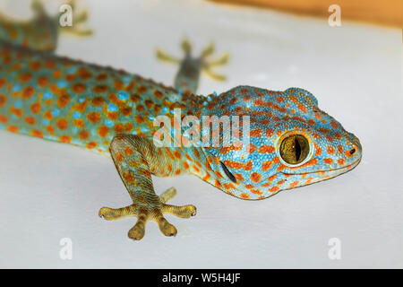 Colorato di Tokay Gecko (Gekko gecko) la caccia su una parete, la seconda più grande specie, Koh Rong Sanloem isola, a Sihanoukville, Cambogia Foto Stock