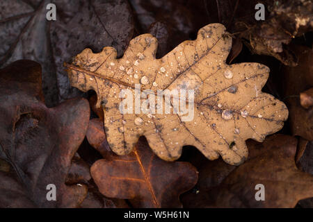 Unico marrone caduto foglie di quercia in tra le altre foglie con gocce di pioggia sulla sua superficie. Foto Stock