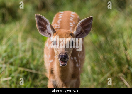 Giovane cervo, Cervidae, stando in piedi in erba in un assolato pomeriggio di estate Foto Stock