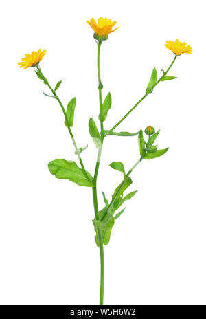 Fiori di Calendula isolati su sfondo bianco Foto Stock