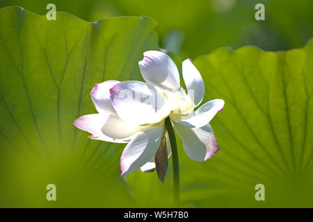 Primo piano della completamente fiorì fiore di loto con foglie grandi come sfondo Foto Stock