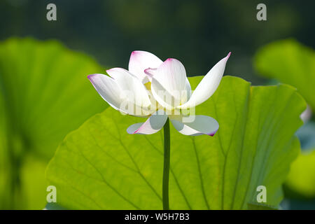 Primo piano della completamente fiorì fiore di loto con foglie grandi come sfondo Foto Stock